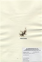 藏品(長枝沙菜)的圖片